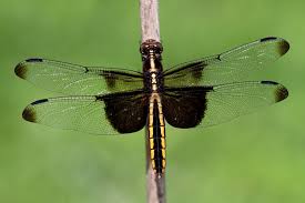 Black And Blue Widow Skimmer Dragonfly Libellula Luctuosa A Female Widow Skimmer Dragonfly Libellula Luctuosa Dragonfly Dreams Dragonfly Damselfly