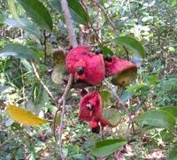 Image result for Xylopia katangensis