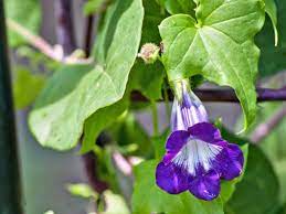 Maybe you would like to learn more about one of these? 10 Best Annual Flowering Vines For Your Garden