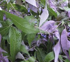 Daun memiliki banyak macam dan jenis, bahkan dalam satu jenis daunpun masih ada banyak macamnya. 28 Contoh Daun Inai Paling Baru