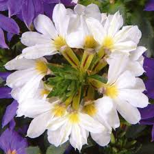 Image result for foto Vějířovka