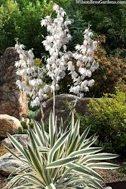 Image result for Yucca