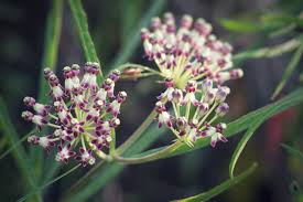 Image result for Asclepias