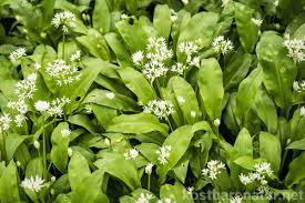 In garten wird die bärlauchpflanze auch als. Barlauch Pflanzen Im Garten Kostbare Natur