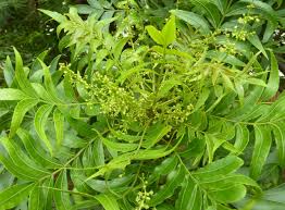 Image result for Harpephyllum afrum