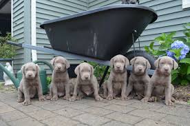 Later on in life, labs. Puppies Victory Lap Labs