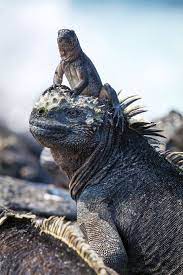Visit The Galapagos Like A Royal David Attenborough Planet Earth Marine Iguana Planet Earth Ii