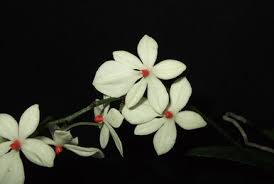 Image result for Aerangis ugandensis