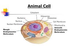 Smooth endoplasmic reticulum (ser) and rough endoplasmic reticulum (rer). Cell Structures Functions And Transport Ppt Download