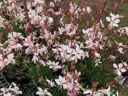 Check spelling or type a new query. Gaura Lindheimeri Whirling Butterflies Native Sons Wholesale Nursery