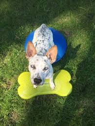 Check spelling or type a new query. Lucky Mutt Dog Training Luckymuttdogtraining Profile Pinterest