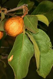 Image result for Vangueria