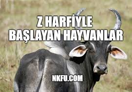 Z Harfiyle Baslayan Hayvanlar Isimleri Listesi Ozellikleri Z Ile Hayvan Nkfu