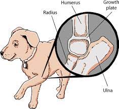 One of the first signs is lameness or limping from pain that strikes suddenly. Bone Disorders In Dogs Dog Owners Veterinary Manual