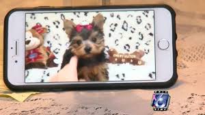 Full blooded yorkie puppy rehomimg pic hide this posting restore restore this posting. Yorkie Puppies Craigslist Off 64 Www Usushimd Com