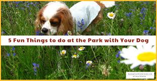 There's a bit of a misunderstanding of proper puppy socialization in many corners of the internet. Puppy And Dog Training And Socialization At The Park Early Access For Our Patreon Community Raising Your Pets Naturally With Tonya Wilhelm