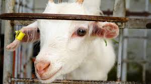Parking was fairly easy to find. Desa Cattle Dairy Farm Kundasang Sabah Huislaw Com