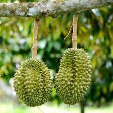 They own over 2,500 durian trees, most over twenty years old and in prime health thanks to constant coddling. Durian Fruit Trees For Sale Fastgrowingtrees Com