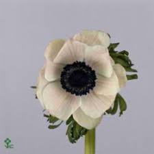 Pin On Flower Ideas