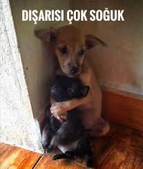 Biz Sicak Evimizde Otururken Pek Farkinda Degiliz Ama Sahipsiz Hayvanlarin Sokaktaki Yasami Kis Sartlariyla Birlikte Iyice Zorlasiyor Siginacak B Animals Dogs