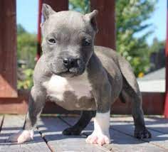 Pit bulls vary in behavior, not only in physiques. 8 Things To Know About Pocket Pitbulls Aka Miniature Pitbulls Animalso