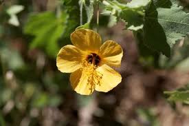 Image result for Abutilon mauritianum