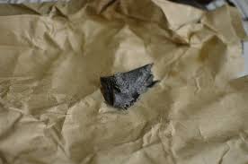 Image result for Cathormion altissimum