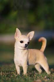 Chihuahua Chihuahua Funny Chihuahua Puppies Chihuahua Dogs