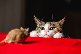 The Cat And Mouse Game Of Crypto Regulation Enters A New Phase Coindesk