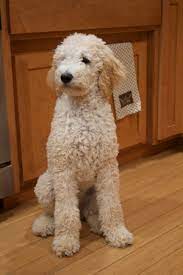 Akc standard poodle, ckc goldendoodle, bernedoodle. Penny Sitting Tall At 5 Months Old Poodle Puppy Standard Poodle Puppy Poodle Dog
