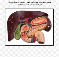 Human Anatomy Physiology Liver Gallbladder Pancreas Human Liver Anatomy Gastrointestinal Tract Png Pngegg