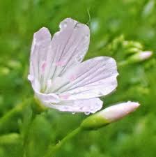 Image result for Montiniaceae