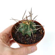 Image result for Biophytum crassipes