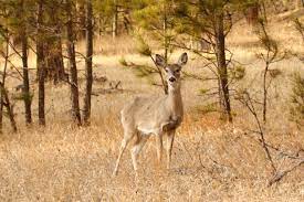 It only takes a minute to sign up. South Dakota State Study Shows World S Most Common Pesticide A Danger To Deer