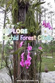 Orchid Forest Cikole Lembang The Best Orchid Park In Bandung Orchids Sky Bridge Forest