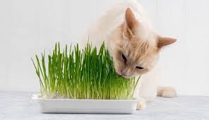 Kedi Cimi Nedir Kedilere Faydasi Nelerdir