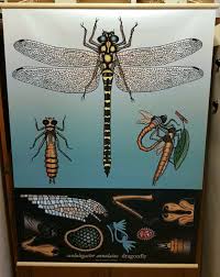 Giant Dragonfly Poster 120 X 90 Cm Decorative Accessories Gumtree Australia Clarence Area Beller Hanging Posters Decorative Accessories Gumtree Australia