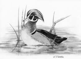 The best selection of royalty free realistic duck vector art, graphics and stock illustrations. Duck Drawing Realistic