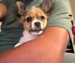 Those were the days of free-roaming neighborhood dogs