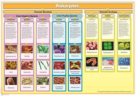 Prokaryotes Chart W Cards