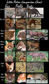 wild cats species comparison chart small cats by hdevers