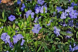 This is a hybrid stonecrop with dark purple foliage. Plants That Replace Grass Lawn Excellent Ground Cover For Sun And Shade