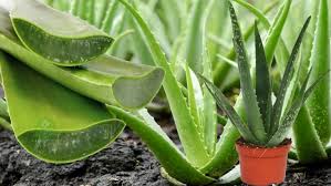 Aloe'nizi aydınlık ve güneşli bir yere koyun. Aloe Vera Nasil Yetistirilir Ve Ekilir Aloe Vera Bakimi Ve Koklendirme