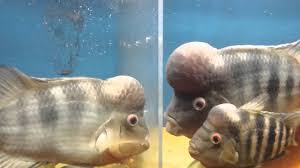 Image result for Amphiasma redheadii