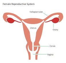 You can edit any of drawings via our online image editor before downloading. Female Reproductive System Resource Imageshare
