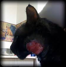 When your cat suffers a deep puncture, the skin is broken and bacteria are basically injected into the area. Your Cat Has An Abscess And Other Telephone Diagnosis Virtuavet
