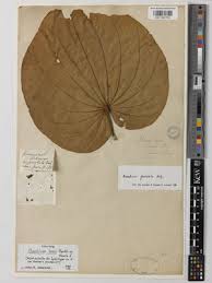 Image result for Agelanthus songeensis