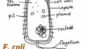 Maybe you would like to learn more about one of these? Topic 1 2 Ultra Structure Of Cells Amazing World Of Science With Mr Green