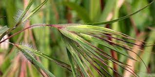 Minyak bulu perindu merupakan salah satu sarana pelet yang dikembangkan oleh abah romdhoni. Mengenal Manfaat Bulu Perindu Dipercaya Bisa Pikat Hati Wanita Merdeka Com