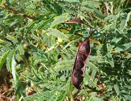 Image result for Acacia permixta